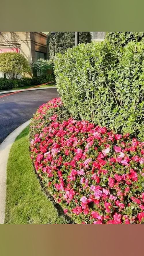 兩年前交工驗(yàn)收,兩年后竣工驗(yàn)收 工程案例實(shí)景圖 施工現(xiàn)場(chǎng) 工程案例 園林綠化 園林景觀