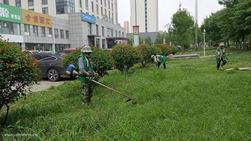 泰安市園林綠化管理服務中心 雨后除草護綠,為城市綠化 減負