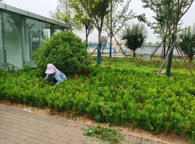 【原山大綠化時代】雨天不停工,綠化工程建設持續(xù)推進!