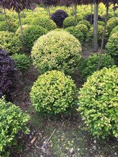 基地直供私家花園景觀造型綠化苗木、園林綠化工程施工