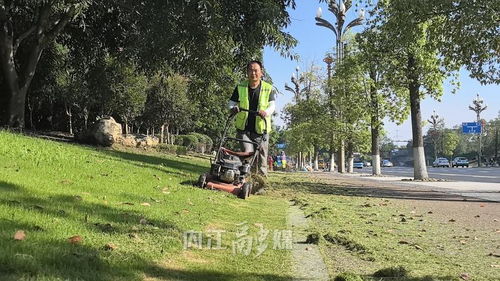 為綠化植株 減負 ,百余名園林工人精修綠化帶