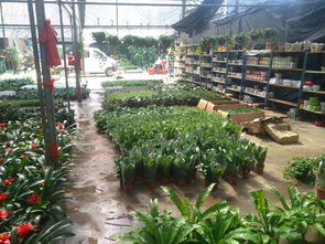 一站式園林綠化與體育設施服務 苗圃開業花籃、養護與工程施工