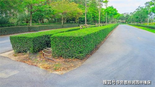 園林綠化與體育場地設施一體化施工與養護方案